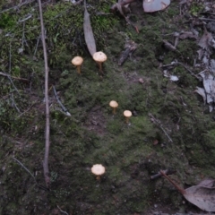 Lichenomphalia chromacea at Fadden, ACT - 5 Jul 2019 11:46 AM