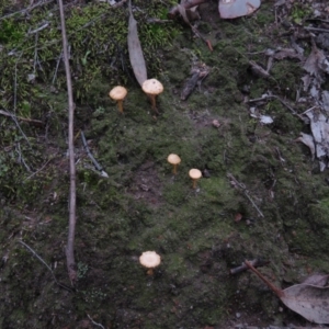 Lichenomphalia chromacea at Fadden, ACT - 5 Jul 2019