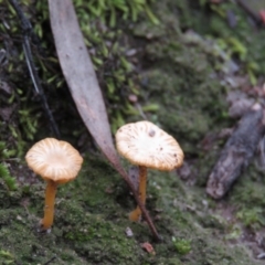 Lichenomphalia chromacea at Fadden, ACT - 5 Jul 2019