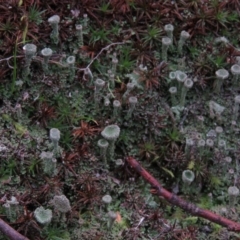 Cladonia sp. (genus) (Cup Lichen) at Fadden, ACT - 5 Jul 2019 by KumikoCallaway