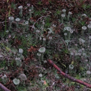 Cladonia sp. (genus) at Fadden, ACT - 5 Jul 2019 11:48 AM