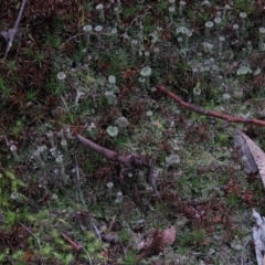 Cladonia sp. (genus) at Fadden, ACT - 5 Jul 2019 11:48 AM