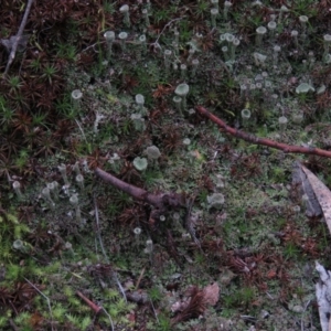 Cladonia sp. (genus) at Fadden, ACT - 5 Jul 2019 11:48 AM