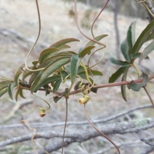 Passiflora caerulea at Isaacs Ridge - 10 Jul 2019