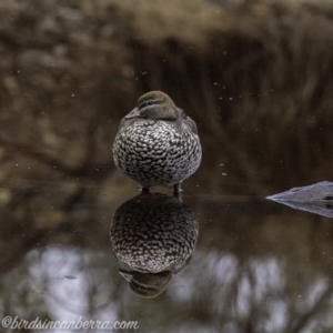 Chenonetta jubata at Aranda, ACT - 7 Jul 2019 07:46 AM