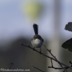 Malurus cyaneus (Superb Fairywren) at Dunlop, ACT - 7 Jul 2019 by BIrdsinCanberra