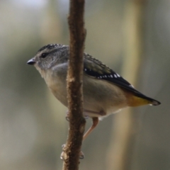 Pardalotus punctatus (Spotted Pardalote) at Moruya, NSW - 8 Jul 2019 by LisaH