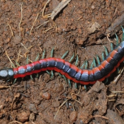 Scolopendra laeta (Giant Centipede) at Dunlop, ACT - 7 Jul 2019 by Harrisi