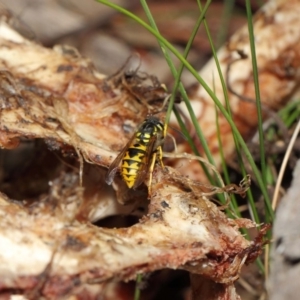 Vespula germanica at Acton, ACT - 10 Jul 2019