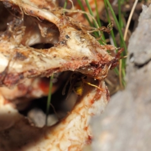 Vespula germanica at Acton, ACT - 10 Jul 2019