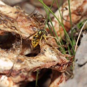 Vespula germanica at Acton, ACT - 10 Jul 2019