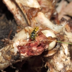 Vespula germanica at Acton, ACT - 10 Jul 2019