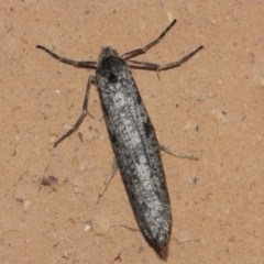 Conoeca guildingi (A case moth) at Evatt, ACT - 10 Jul 2019 by TimL