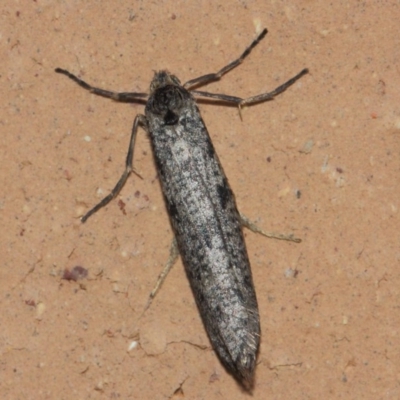 Conoeca guildingi (A case moth) at Evatt, ACT - 9 Jul 2019 by TimL