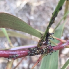 Iridomyrmex purpureus (Meat Ant) at Griffith, ACT - 10 Jul 2019 by AlexKirk