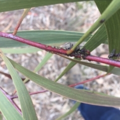 Iridomyrmex purpureus at Griffith, ACT - 10 Jul 2019