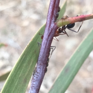 Iridomyrmex purpureus at Griffith, ACT - 10 Jul 2019