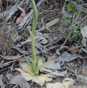 Oligochaetochilus sp. at Conder, ACT - suppressed