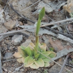 Oligochaetochilus sp. at Conder, ACT - suppressed