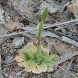 Oligochaetochilus sp. at Conder, ACT - suppressed