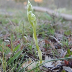 Hymenochilus sp. (A Greenhood Orchid) at Rob Roy Range - 23 Sep 2015 by MichaelBedingfield