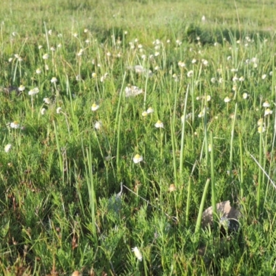 Microtis sp. (Onion Orchid) at Rob Roy Spring 1(M) - 18 Oct 2014 by michaelb