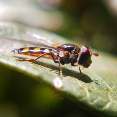 Melangyna viridiceps (Hover fly) at Ngunnawal, ACT - 22 Jun 2019 by Angus44