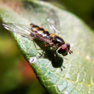 Melangyna viridiceps at Ngunnawal, ACT - 22 Jun 2019