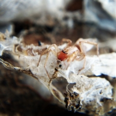 Clubiona sp. (genus) (Unidentified Stout Sac Spider) at Casey, ACT - 13 Jun 2019 by Angus44