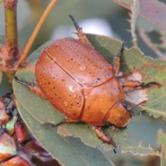 Anoplognathus porosus (Porosus Christmas beetle) at Tharwa, ACT - 31 Jan 2015 by MichaelBedingfield