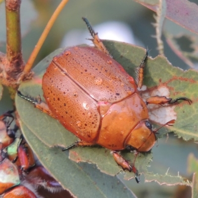 Anoplognathus porosus (Porosus Christmas beetle) at Tharwa, ACT - 31 Jan 2015 by MichaelBedingfield