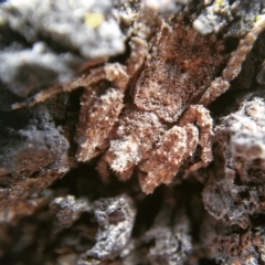 Stephanopis sp. (genus) (Knobbly crab spider) at Casey, ACT - 27 May 2019 by Angus44