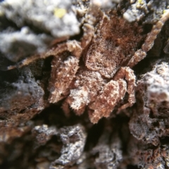 Stephanopis sp. (genus) (Knobbly crab spider) at Casey, ACT - 26 May 2019 by Angus44