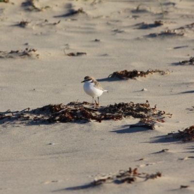 Anarhynchus ruficapillus (Red-capped Plover) at Broulee, NSW - 11 Jul 2019 by LisaH