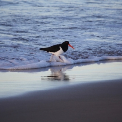 Haematopus longirostris (Australian Pied Oystercatcher) at Broulee, NSW - 11 Jul 2019 by LisaH