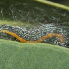 Chlenias (genus) at Hackett, ACT - 10 Jul 2019 12:09 PM