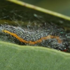 Chlenias (genus) at Hackett, ACT - 10 Jul 2019