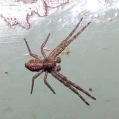 Tmarus marmoreus (Marbled crab spider) at Acton, ACT - 30 Jun 2019 by TimL