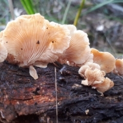 zz Agaric (stemless) at Namadgi National Park - 10 Jul 2019 by purple66