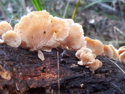 zz Agaric (stemless) at Tennent, ACT - 10 Jul 2019 by purple66