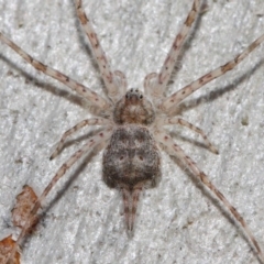 Tamopsis sp. (genus) (Two-tailed spider) at Hackett, ACT - 26 Jun 2019 by TimL