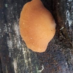 zz Agaric (stemless) at Cotter River, ACT - 10 Jul 2019 by purple66