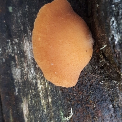 zz Agaric (stemless) at Cotter River, ACT - 10 Jul 2019 by purple66