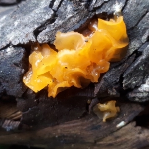 Tremella mesenterica at Tennent, ACT - 10 Jul 2019