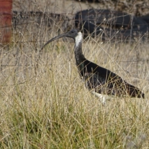 Threskiornis spinicollis at Jerrabomberra, ACT - 6 Jul 2019 02:37 PM