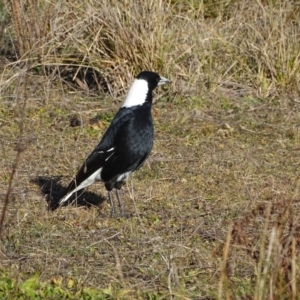 Gymnorhina tibicen at Jerrabomberra, ACT - 6 Jul 2019 02:38 PM