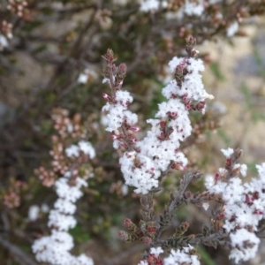 Leucopogon attenuatus at Tuggeranong DC, ACT - 7 Jul 2019