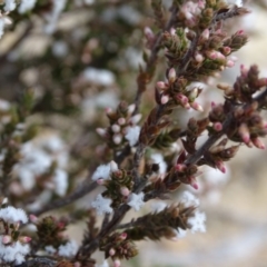 Leucopogon attenuatus at Tuggeranong DC, ACT - 7 Jul 2019