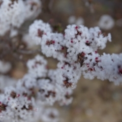 Leucopogon attenuatus at Tuggeranong DC, ACT - 7 Jul 2019