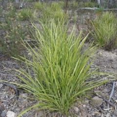 Lomandra (genus) (A Matrush) at Tuggeranong DC, ACT - 7 Jul 2019 by Mike